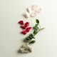 LPDO Rose Sensuelle 100ML EDPI